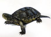 purva bruņurupucis attēls