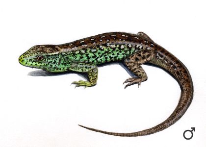 Lacerta agilis L. attēls