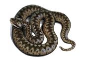 Vipera berus (L.) attēls