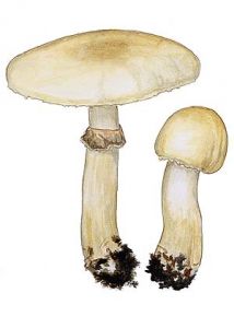 Agaricus arvensis Schaeff. attēls