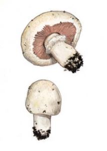 Agaricus campestris  L.: Fr. attēls