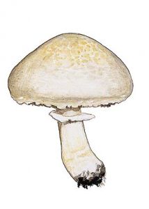 Agaricus cretaceus attēls