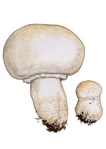 Agaricus macrosporus (F. H. Möller& Schaeff.) Pilát attēls