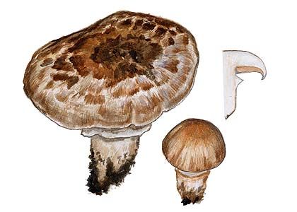 Agaricus vaporarius (Vittad.) M. M. Moser attēls