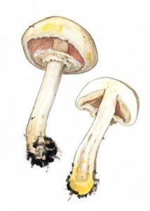 Agaricus xanthoderma Genev. attēls