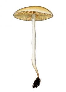 Agrocybe arvalis (Fr.) Singer attēls