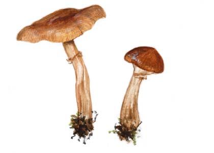 Agrocybe erebia (Fr.: Fr.) Kühner attēls