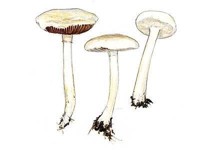 Agrocybe molesta (Lasch) Singer attēls