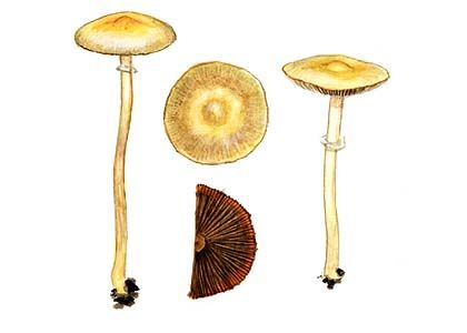 Agrocybe paludosa (Lange) Bon &Courtecuisse attēls