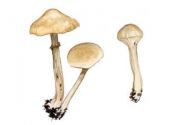 Agrocybe praecox  (Pers.: Fr.) Fayod attēls