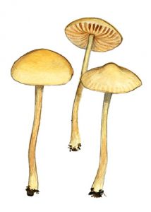 Agrocybe pusiola (Fr.) Heim. attēls