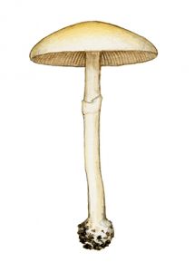 Agrocybe sphaleromorpha (Bull.: Fr.) Fayod ss. Bon attēls