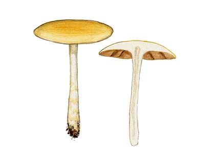 Agrocybe vervacti (Fr.: Fr.) Singer attēls