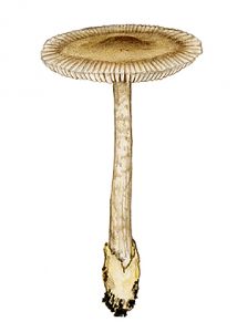 Amanita battarae (Boud) Bon attēls