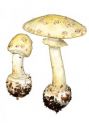 Amanita citrina (Schaeff.) Pers attēls