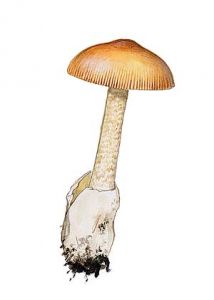 Amanita crocea (Quél.) Singer attēls