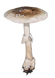 Amanita eliae Quél. attēls