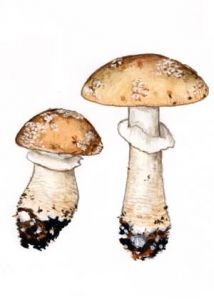 Amanita excelsa (Fr.) Bertilloni attēls