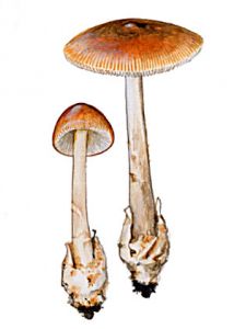 Amanita fulva (Schaeff.) Pers. attēls