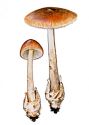 Amanita fulva (Schaeff.) Pers. attēls