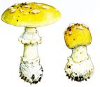 Amanita gemmata (Fr.) Bertill. attēls