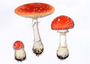 Amanita muscaria (L.: Fr.) Hook. attēls