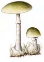 Amanita phalloides (Vail.:Fr.) Link attēls