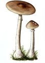 Amanita porphyria (Alb. & Schwein.: Fr.) Mlady attēls