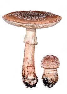 Amanita rubescens (Pers.:Fr.) Gray attēls