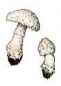 Amanita strobiliformis (Paulet) Bertilloni attēls