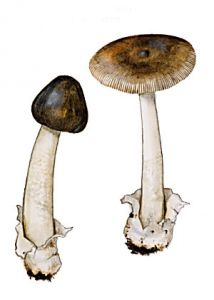 Amanita vaginata (Bull.: Fr.) Vittad. attēls