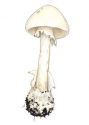 Amanita virosa (Lam.) Bertilloni attēls