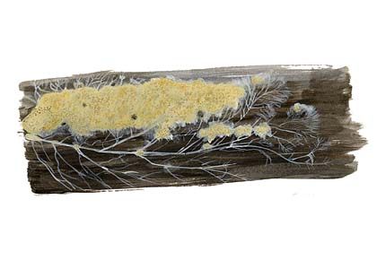 Anomoporia myceliosa (Peck) Pouzar attēls