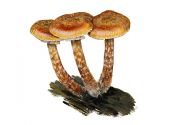 Armillaria borealis Marxm. & Korhonen attēls