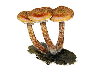 Armillaria borealis Marxm. & Korhonen attēls