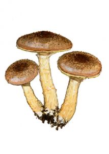 Armillaria mellea (Vahl.: Fr.) P. Kumm. attēls