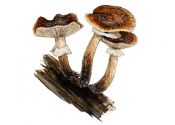 Armillaria ostoyae (Romagn.) Herink attēls