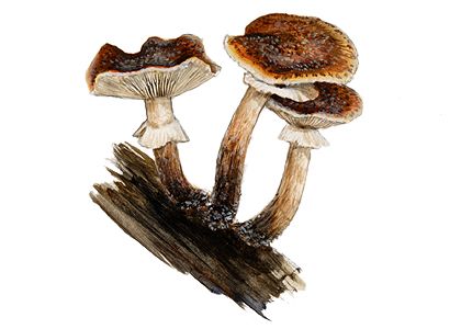 Armillaria ostoyae (Romagn.) Herink attēls