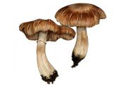 Armillaria spec. attēls