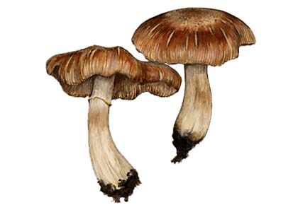 Armillaria spec. attēls