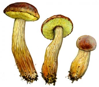 Aureoboletus projectellus (Murrill) Halling attēls