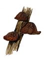 Auricularia auricula-judae attēls