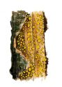 Bisporella citrina (Batsch: Fr.) Korf et Karpenter attēls