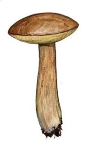 Boletus betulicola (Vassilkov) Pilat & Dermek attēls