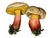 Boletus calopus (Pers.) Fr. attēls