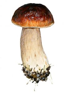 Boletus edulis Bull.: Fr. attēls