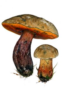 Boletus luridus Schaeff.: Fr. attēls