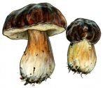 Boletus pinophilus Pilat & Dermek attēls