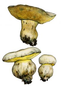 Boletus radicans Pers.: Fr attēls