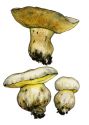 Boletus radicans Pers.: Fr attēls